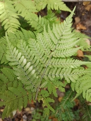 Dryopteris expansa