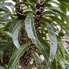 Melicytus lanceolatus
