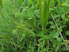 Anacamptis coriophora