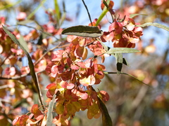Dodonaea viscosa