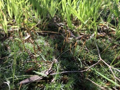 Polytrichum juniperinum