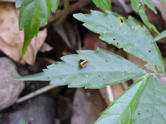 Choreutis xanthogramma