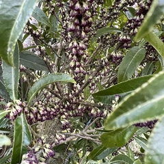 Melicytus lanceolatus