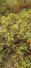 Vaccinium myrtillus