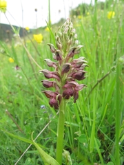 Anacamptis coriophora