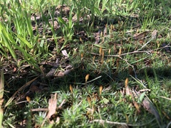 Polytrichum juniperinum