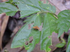 Choreutis amethystodes