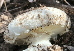 Amanita farinacea