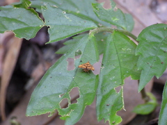 Choreutis amethystodes