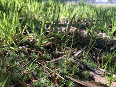 Polytrichum juniperinum