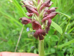 Anacamptis coriophora