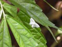 Leucodrepana serratilinea