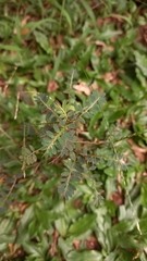 Phyllanthus