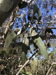 Eucalyptus camaldulensis