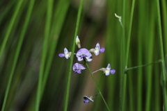 Glycine clandestina