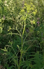 Pastinaca sativa sylvestris