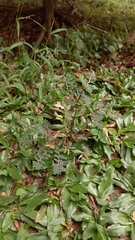 Phyllanthus