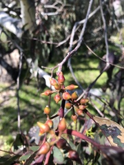 Eucalyptus camaldulensis