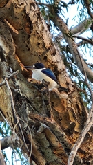 Todiramphus macleayii