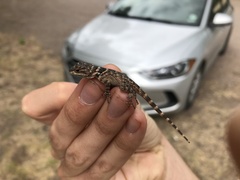 Sceloporus poinsettii