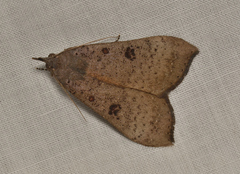 Rhapsa suscitatalis