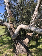 Eucalyptus camaldulensis