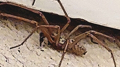 Eratigena duellica