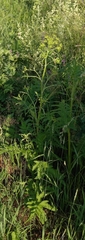 Pastinaca sativa sylvestris