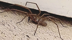 Eratigena duellica