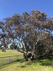 Eucalyptus camaldulensis