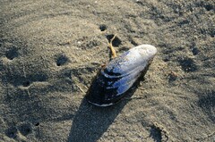 Mytilidae