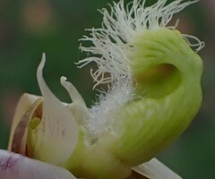 Polygala bracteolata