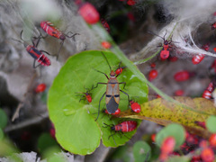 Dysdercus superstitiosus