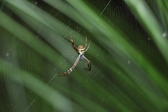 Argiope keyserlingi