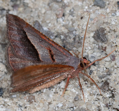 Digrammia subminiata