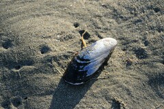 Mytilidae