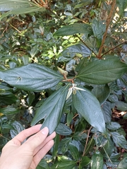 Neolitsea dealbata