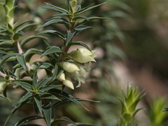 Melichrus urceolatus