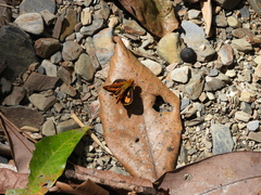 Taractrocerini
