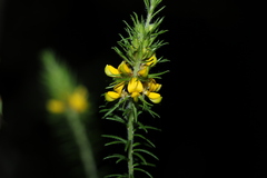 Phyllota phylicoides