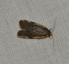 Hoplostega ochroma
