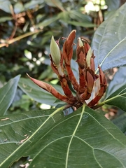 Neolitsea dealbata