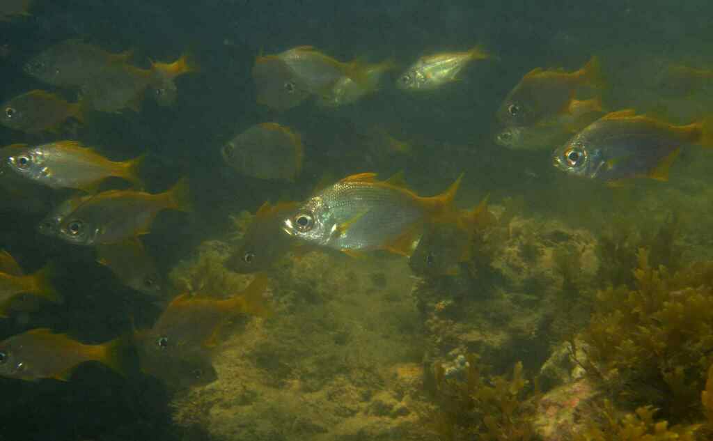 Largeeye flagtail (Parakuhlia macrophthalmus) — Haemulidae