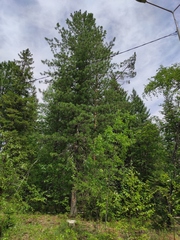 Pinus sibirica