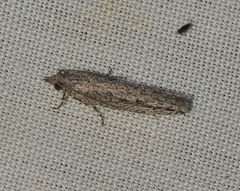 Hermenias rivulifera