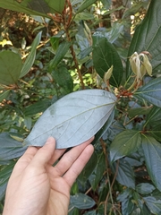 Neolitsea dealbata