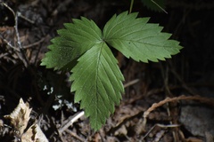 Fragaria