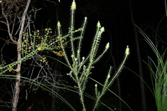 Phyllota phylicoides