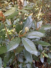 Neolitsea dealbata