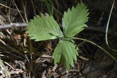 Fragaria